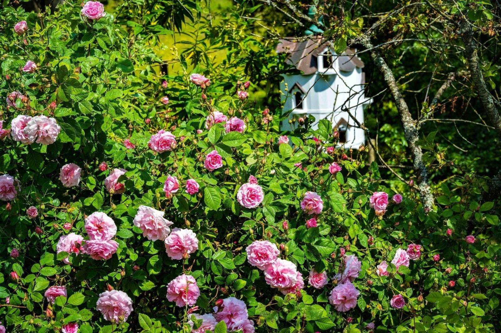 Ebony Cottage Tenbury Wells Extérieur photo
